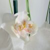 Clous d'oreilles Lait D'or